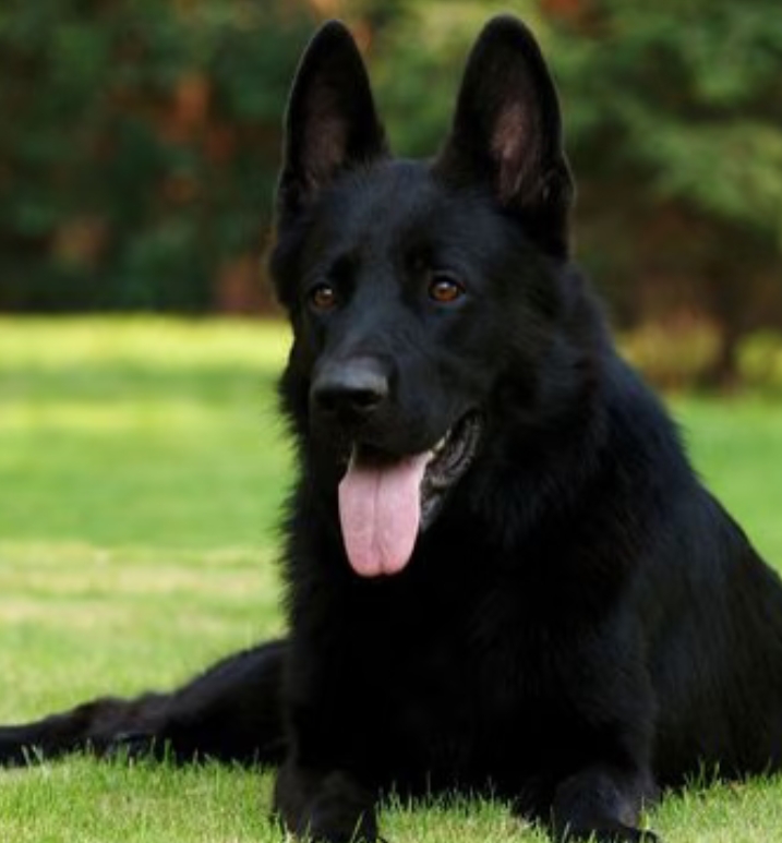 东德牧羊犬